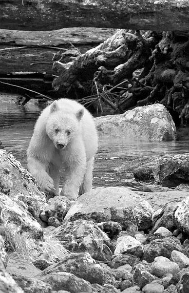 Spirit Bear.jpg